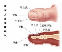 手指甲“月牙”反映健康状